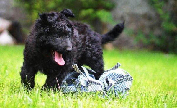 Croatian Shepherd Dog Puppy