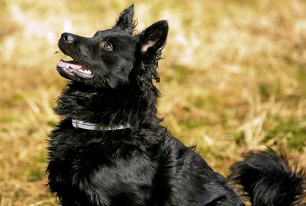 Croatian Shepherd is watching