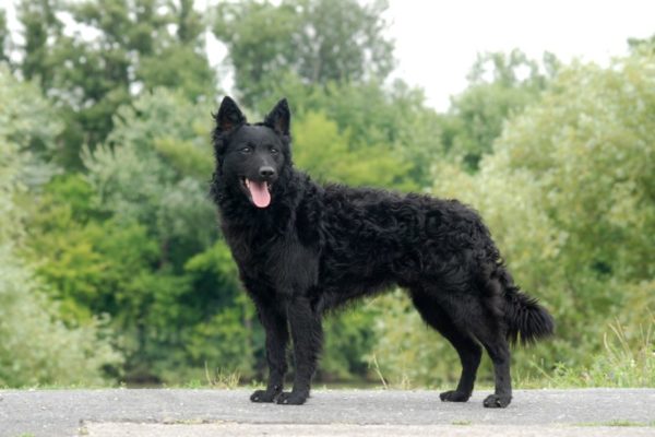 Croatian shepherd stands
