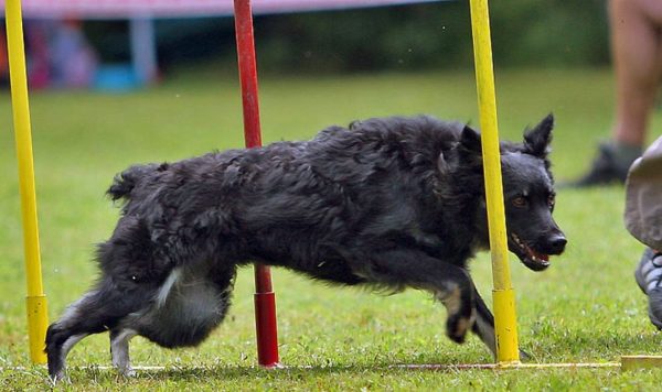 Croatian Shepherd runs
