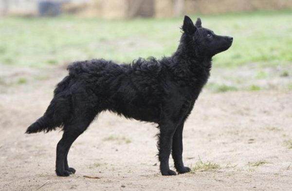 Croatian Shepherd for a walk