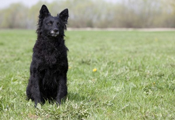 Croatian Shepherd Dog sits