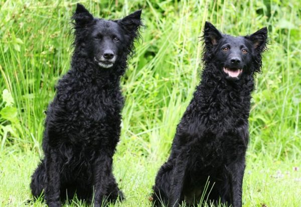Croatian Shepherds