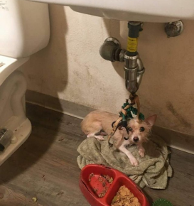Dog under the sink