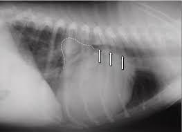 Chronic heart failure in dogs: symptoms and treatment