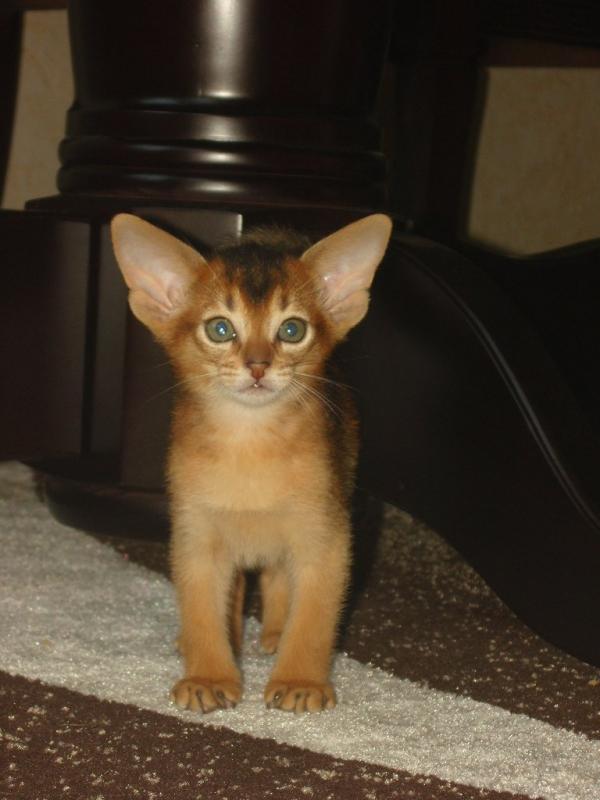 Names for Abyssinian cats and cats