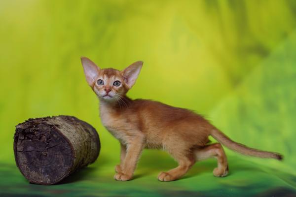 Names for Abyssinian cats and cats