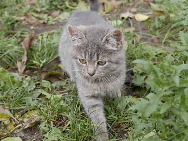 Names for gray cats and cats.