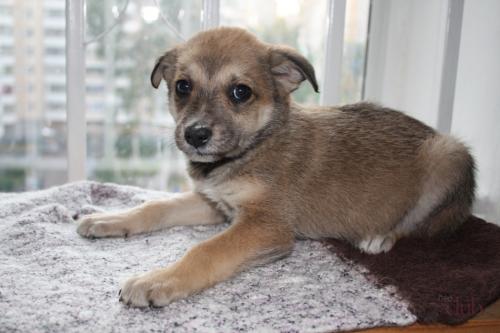 Names for Mongrel Dogs: Girls and boys