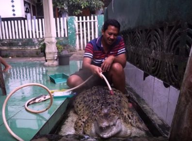 Irvan washes a crocodile