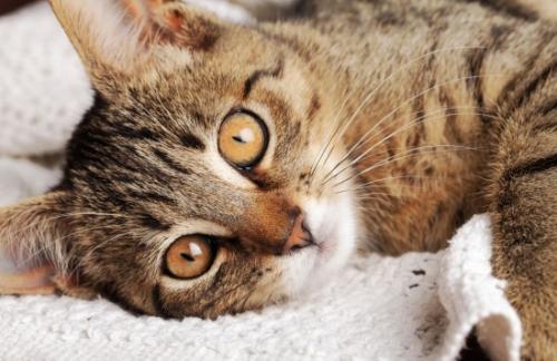 Feline Infectious Peritonitis (FIP) - Symptoms and causes of infection