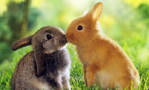 Interesting facts about rabbits