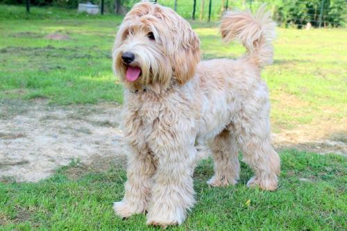 Interesting facts about Labradoodle