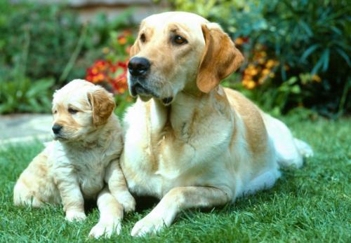 Interesting facts about dogs and puppies