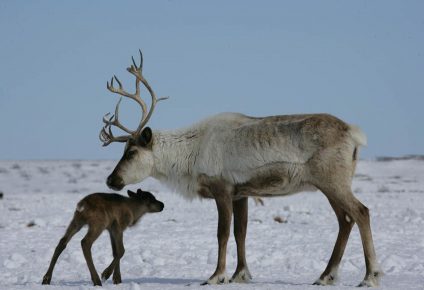 Female reindeer with a deer