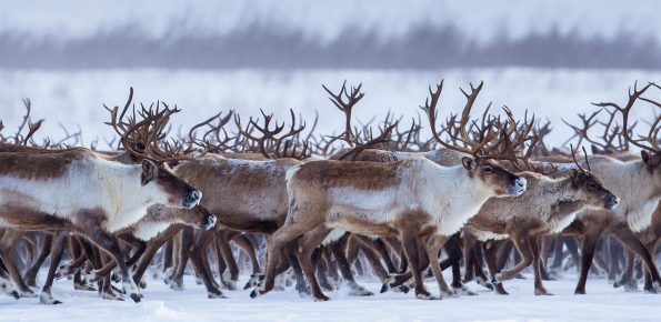 Herd of Caribou - Reindeer
