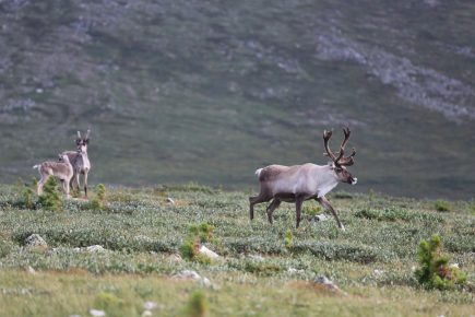 Reindeer in the tundra