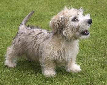 Irish Glen of Imaal Terrier (Glens) Glen of Imaal Terrier, Irish Glen of Imaal Terrier, Glen