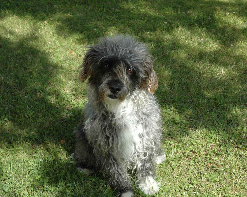 Glen of Imaal Terrier - photo