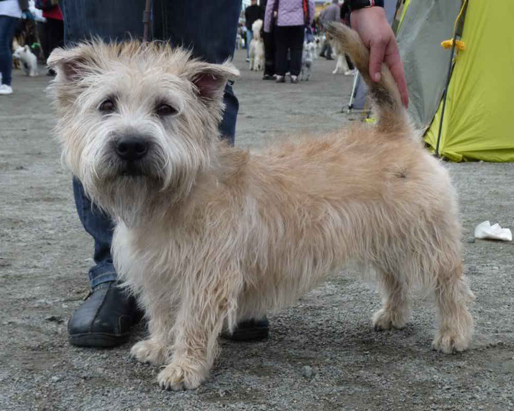Irish Glen of Imaal Terrier - photo