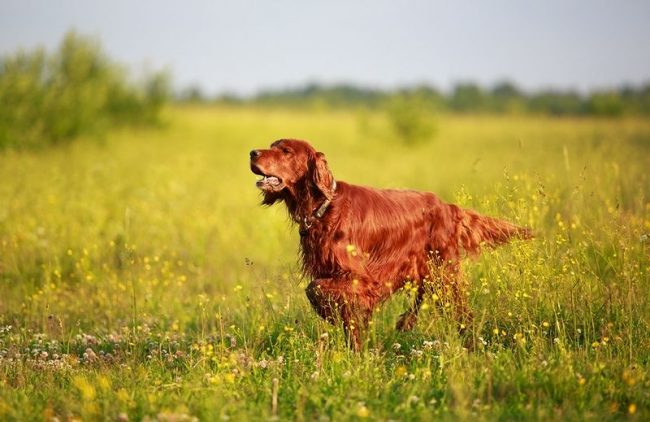 The Irish Red Setter is a living bunch of energy. The breed is often called the most beautiful dog. All thanks to its elegant stance and the amazing dark red color of the iridescent coat in the sun.