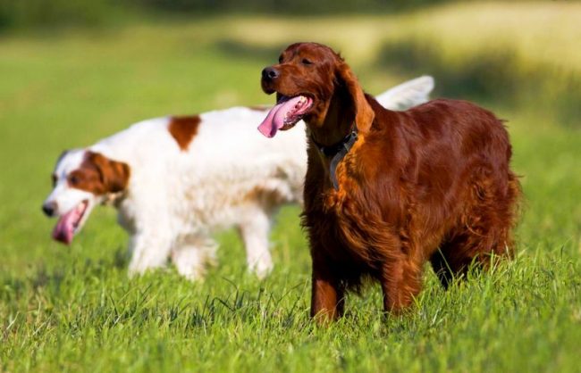 Dogs of this breed flourish from physical activity: whether it is hunting, agility, or just jogging. Without stress, the dog suffers, health problems are possible. Inaction provokes the destructive behavior of the dog.