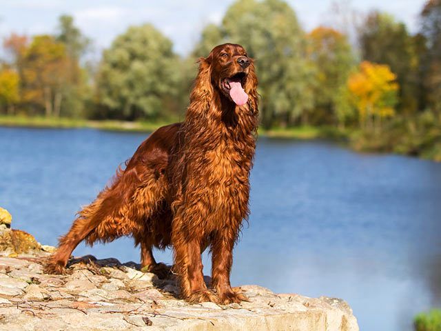 The breed of the Irish setter is cleanliness. Puppies can be quickly trained to walk in need in one place, to the diaper. If you put them out on the street regularly, you can quickly forget about the puddles in the house