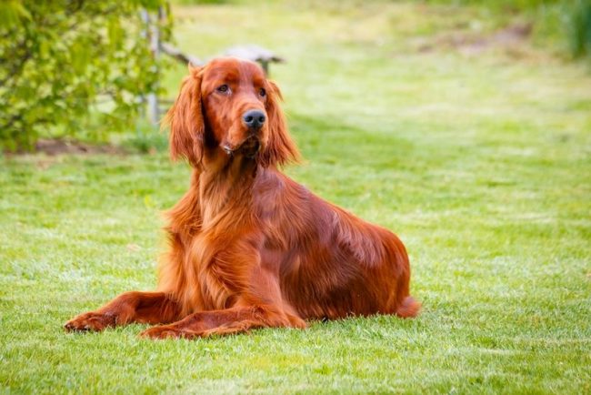 In addition to hunting, the Irish setter is showing itself as a winner in various dog shows. Thanks to the chic coat and stately texture of the Irish, competitors are far behind
