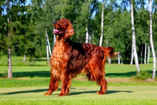 A cheerful dog, an Irish setter is well suited for active people. For lovers of peace and quiet, it is not good. A hardy, energetic and very affectionate setter will become a real friend if you take care of him.