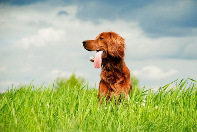The Irish Setter dog is playful, sociable and affectionate. He is a passionate and smart hunter, as well as an energetic and affectionate companion.