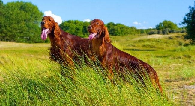 Unlike most of the friendly breeds, the Irish red setter in adolescence gives a minimum of inconvenience and trouble to their owners