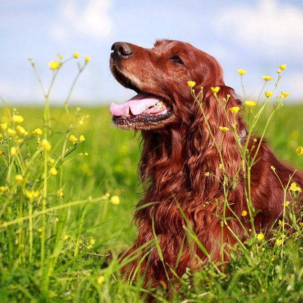 The Irish Setter is a friendly, playful, funny dog. This dog loves everyone around it.