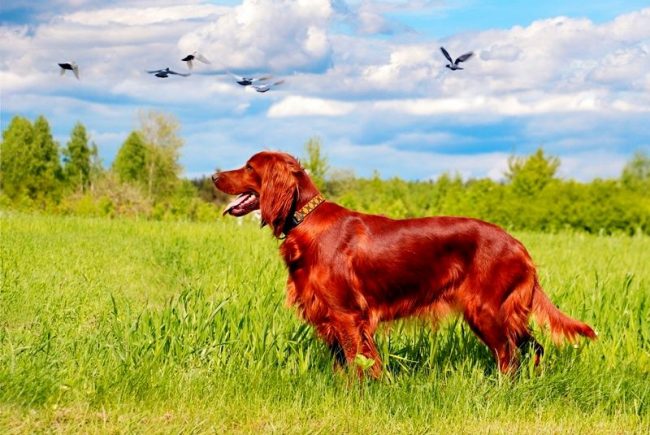 The Irish Setter is a pointing dog for summer and autumn hunting. She is distinguished by a signature high stance without falling to the ground. In the field he is an energetic hunter, at home an excellent companion.