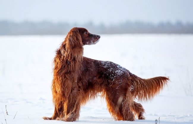 The peculiarity of the coat of the Irish setter is the lack of undercoat. It adheres relatively poorly to clothes and home textiles, it is easy to clean. It does not soar in the air, but falls to the floor. This simplifies cleaning.