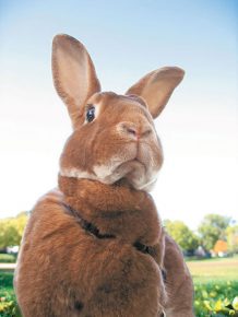 sincere surprise of the rabbit