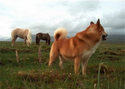 Icelandic dog grazes cattle in the field