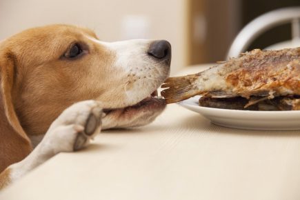 The dog is trying to drag fried fish by the tail off the plate.