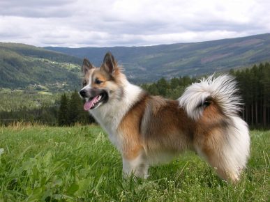 Icelandic dog on a background of forest and mountains