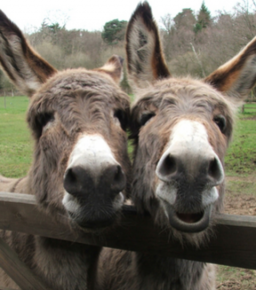 Two donkeys