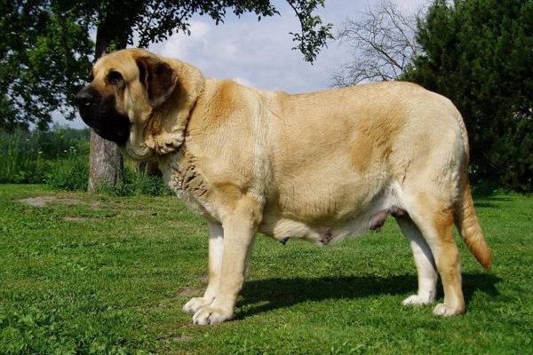 Spanish Mastiff