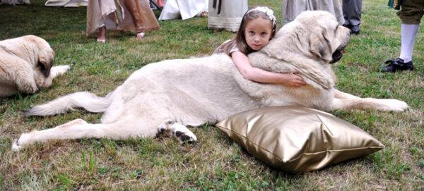 Spanish mastiff with a girl