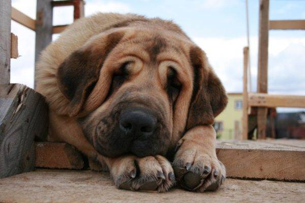 Sad Spanish Mastiff