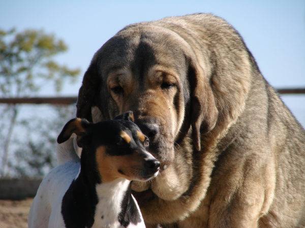 Loving Spanish Mastiff