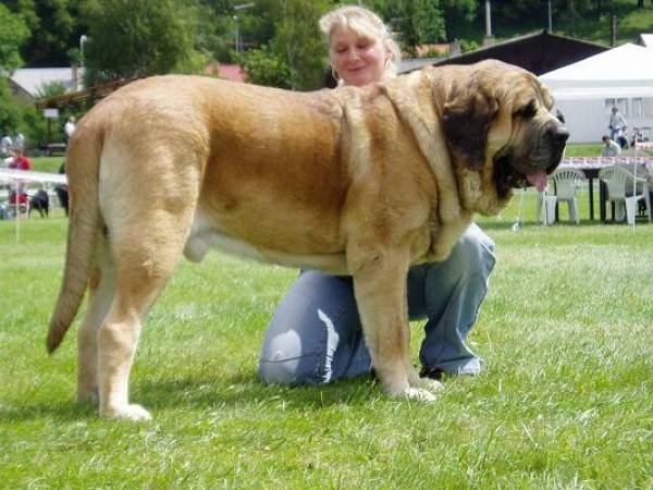 Spanish mastiff dog