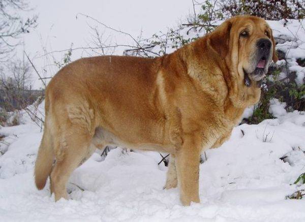 Spanish mastiff in the snow