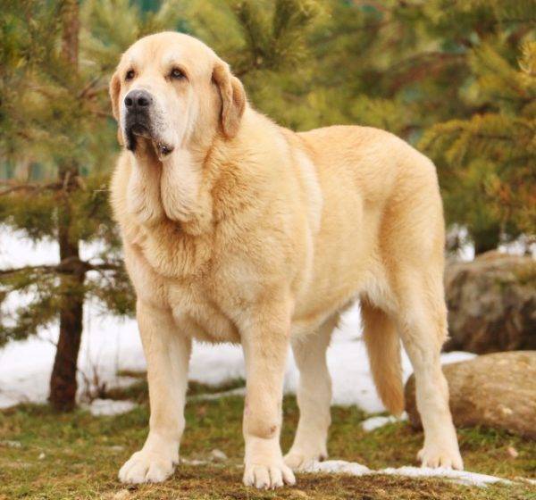 Yellow Spanish Mastiff
