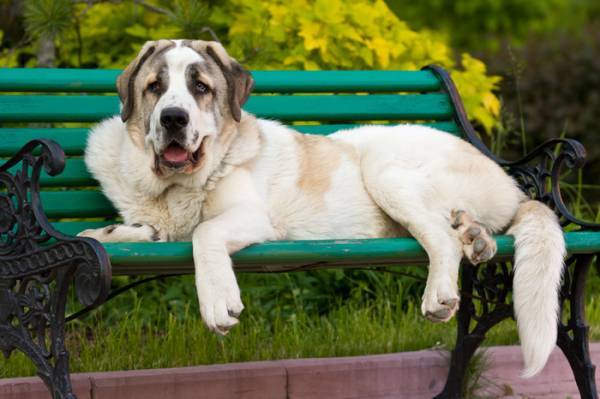 The Character of the Spanish Mastiff