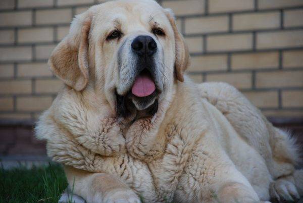 Caring for the Spanish Mastiff