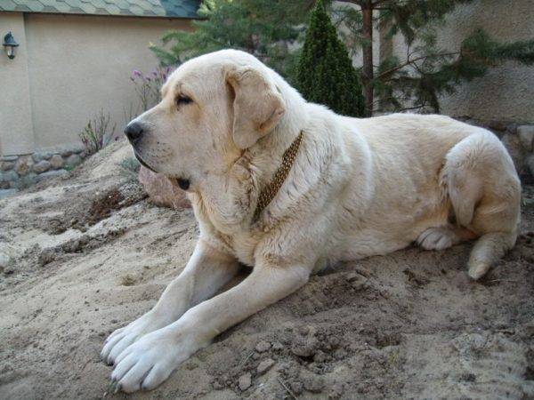 Spanish mastiff on the stone