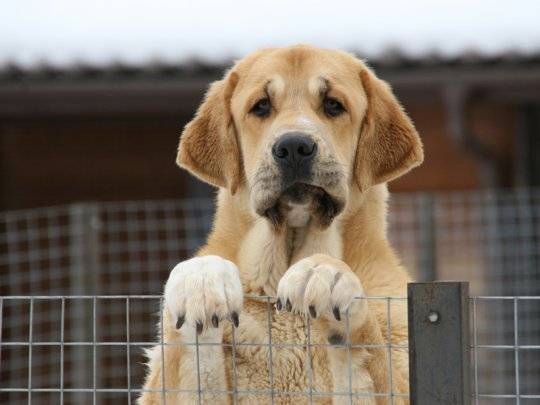 Great photo of the Spanish mastiff